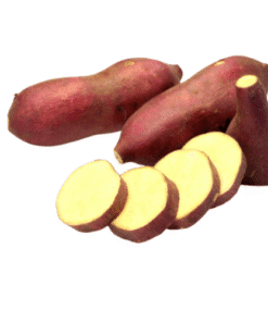 SWEET POTATO - Khoai Lang