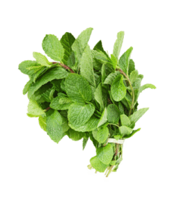 SPEARMINT - Húng Lủi (Dũi)