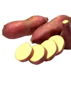 SWEET POTATO - Khoai Lang