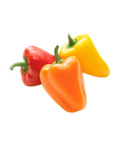 BABY BELL PEPPER - Ớt Chuông Baby