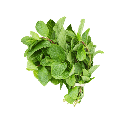 SPEARMINT - Húng Lủi (Dũi)