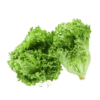 LETTUCE - Xà Lách