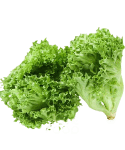 LETTUCE - Xà Lách