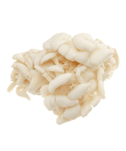 OYSTER MUSHROOM - Nấm Bào Ngư