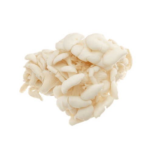 OYSTER MUSHROOM - Nấm Bào Ngư