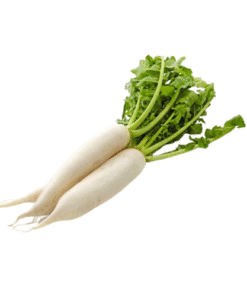 WHITE RADISH - Củ Cải Trắng