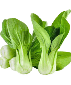BOK CHOY - Cải Thìa