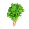 CORIANDER - Ngò Rí