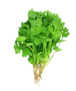 CORIANDER - Ngò Rí
