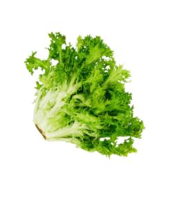FRISEE LETTUCE - Xà Lách Frissee