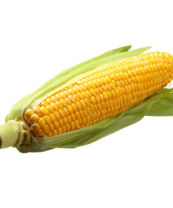 FRESH CORN - Bắp Mỹ ngọt